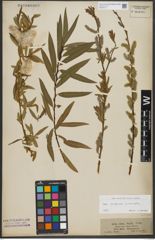 Foto von Salix purpurea L. x Salix viminalis L.